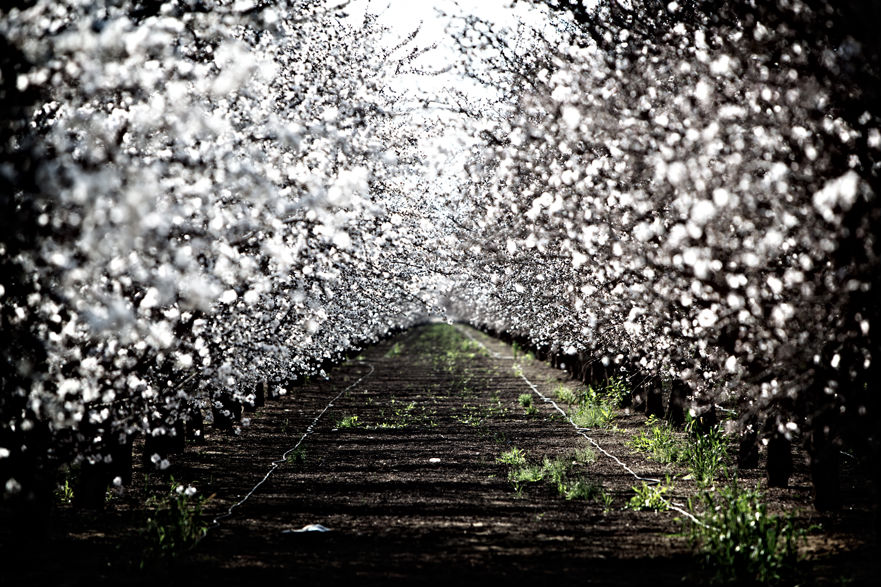 Almond orchard. Firebaugh, California - Photo by Randi Lynn Beach