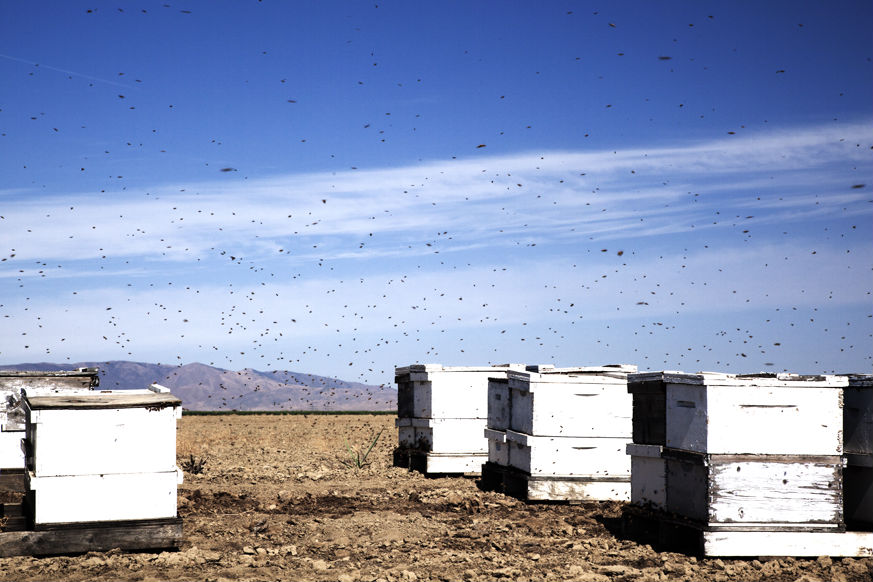 Bee boxes. Huron, California - Photo by Randi Lynn Beach