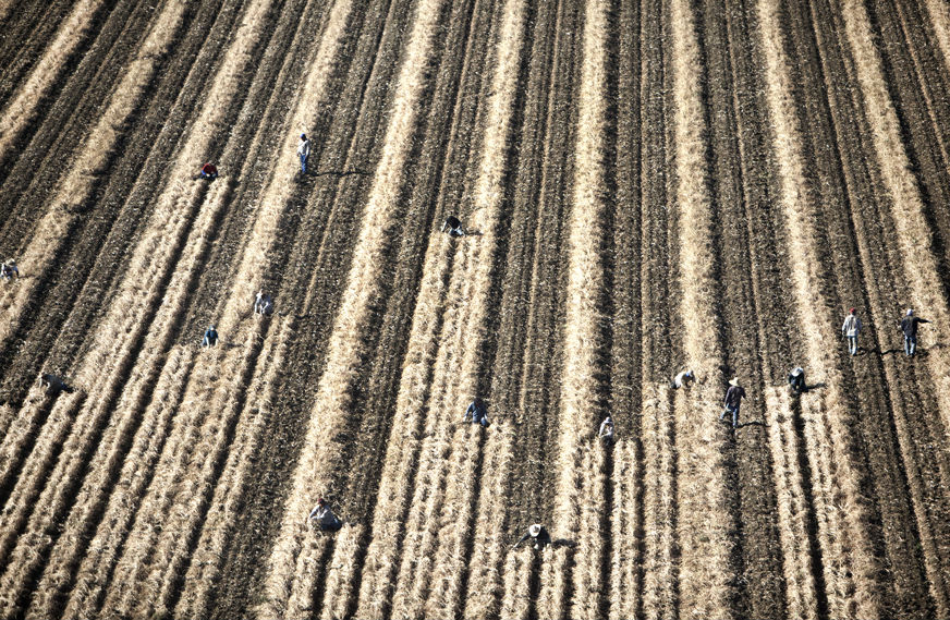 Harvest. Huron, California - Photo by Randi Lynn Beach
