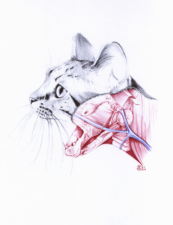 Anatomy of - Drawing by Salvatore Zanfrisco