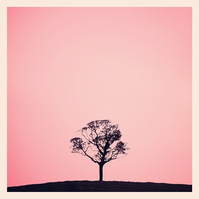 The lonely tree, the strip of land and the salmon sky. - iPhone photo by Tony Hammond