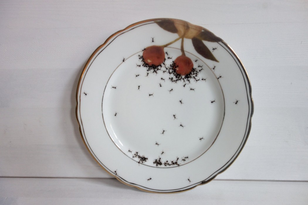 HandPainted Ants on Vintage Porcelain Plates by La Philiearthaus