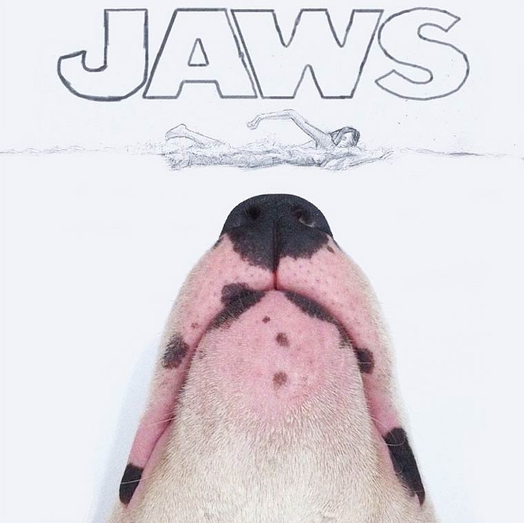 Jaws - Bull Terrier - Photo by Rafael Mantesso