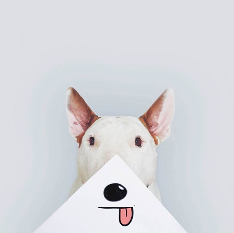 Bull Terrier - Photo by Rafael Mantesso