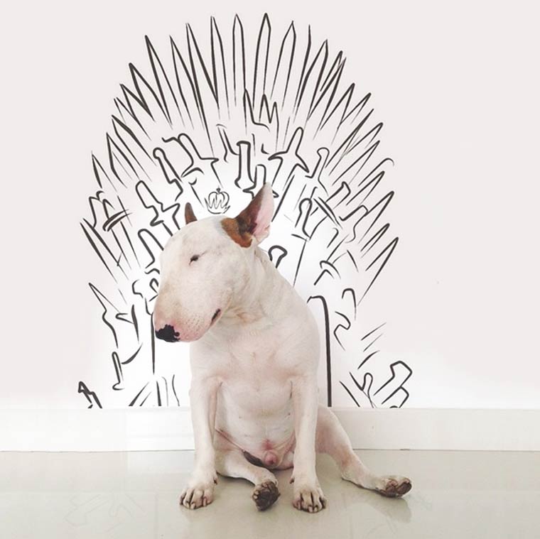 Game of Thrones - Bull Terrier - Photo by Rafael Mantesso