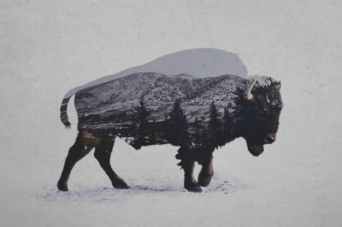 The American Bison by Davies Babies